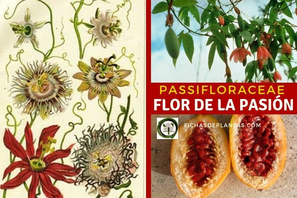 Passifloraceae, Familia de la Flor de la Pasión
