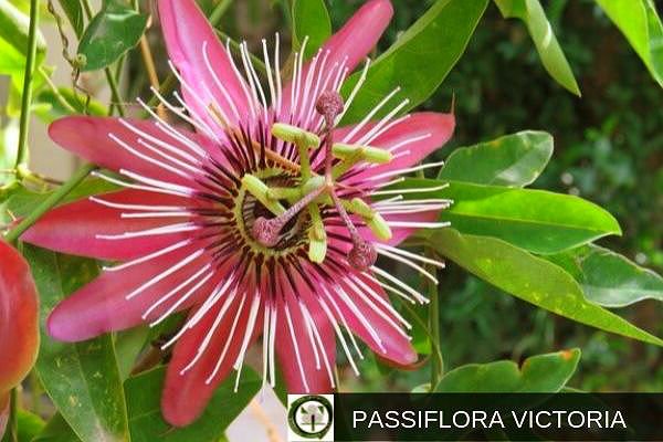 Passiflora Victoria, Flor