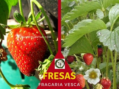 Las Fresas | DESCRIPCIÓN Y PROPIEDADES MEDICINALES