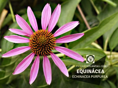 Equinácea, Echinacea purpurea | DESCRIPCIÓN Y PROPIEDADES