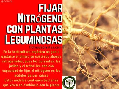 fijar-nitrógeno-con-plantas-leguminosas