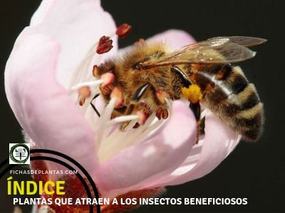 18 Plantas que sirven de Hogar a los Insectos Beneficiosos