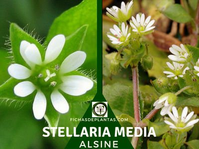 Alsine, Stellaria media | Descripción y Propiedades