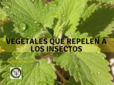 Vegetales que Repelen a los Insectos