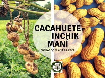 Cacahuete,  Arachis hypogaea