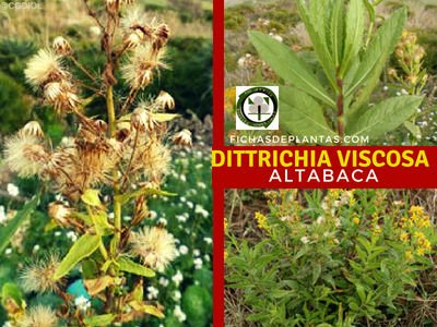 Dittrichia viscosa, Altabaca u Olivarda