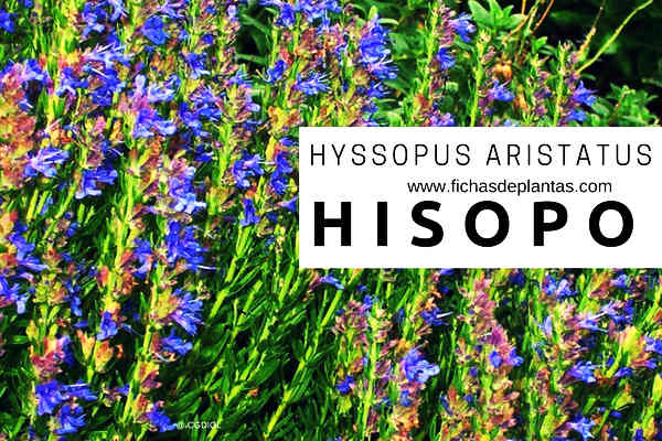 Hisopo, Hyssopus aristatus | DESCRIPCIÓN Y PROPIEDADES MEDICINALES