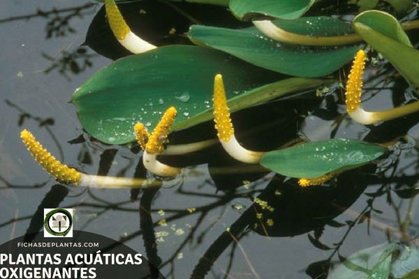 Especies de Plantas Acuaticas Oxigenantes