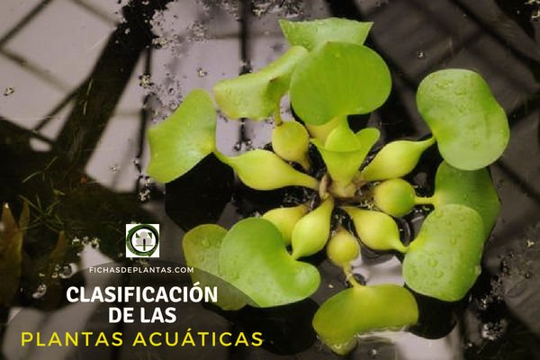 Plantas Acuáticas y su Clasificación.