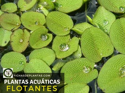 Plantas Acuáticas Flotantes.
