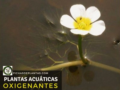 Plantas Acuaticas Oxigenantes | ÍNDICE DE PLANTAS