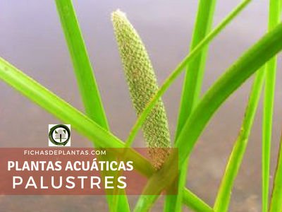 Plantas Acuáticas Palustres