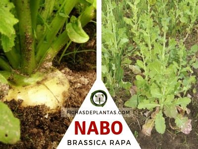 Nabo, Brassica rapa | Índice de Plantas