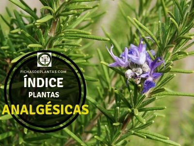 Plantas Analgésicas | ÍNDICE DE PLANTAS