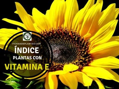 Plantas con Vitamina E | ÍNDICE DE PLANTAS