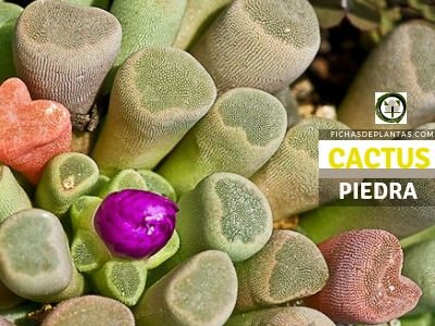 Cactus Piedra, Piedras Vivas o Lithops