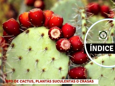 Cactus, Tipos de Plantas
