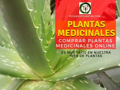Comprar Plantas Medicinales Online