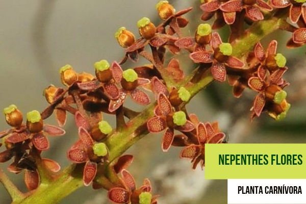 Nepenthes, Fotos de las Flores