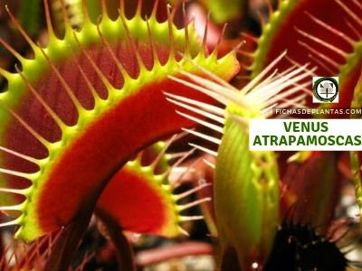 Venus Atrapamoscas, Dionaea muscipula