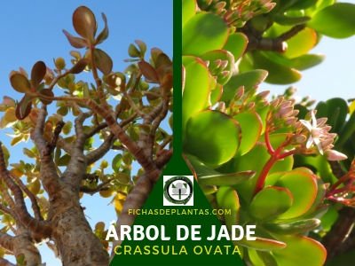 Árbol de Jade