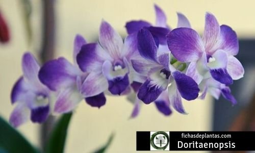 Doritaenopsis, Orquídea azul