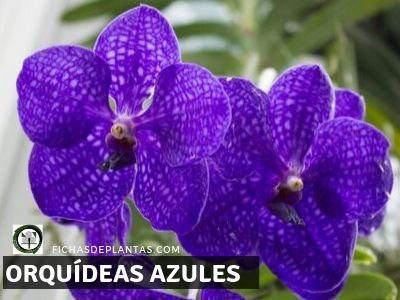 Orquídeas Azules