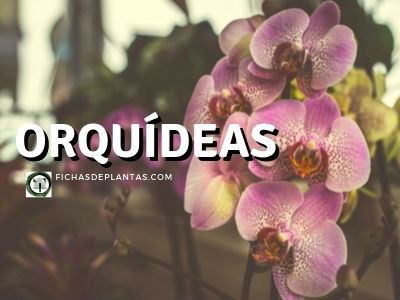 Orquídeas, Cuidados y Cultivo