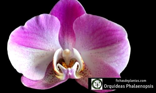Orquideas Phalaenopsis