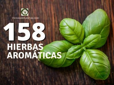 158 Hierbas Aromáticas y Medicinales