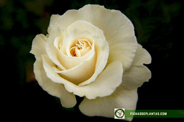 Rosas Blancas