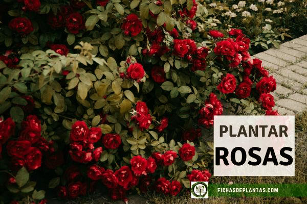Plantar un Rosal