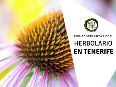 herbario en Tenerife, España