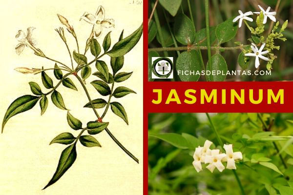 Jasminum genero