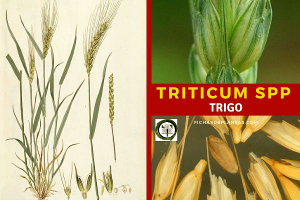 Triticum spp