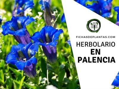 Herbario en Palencia, España