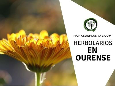 Herbolario Orense, España