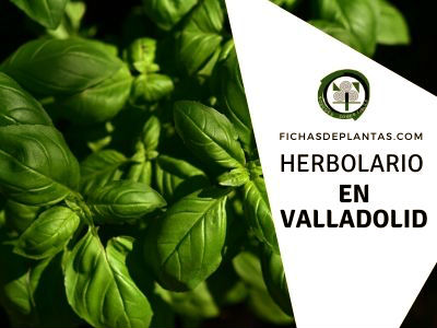 Herbario en Valladolid, España