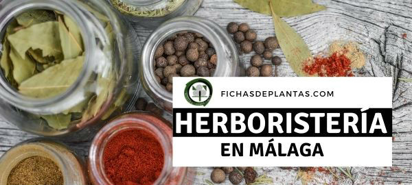 Herboristerías en Málaga, España