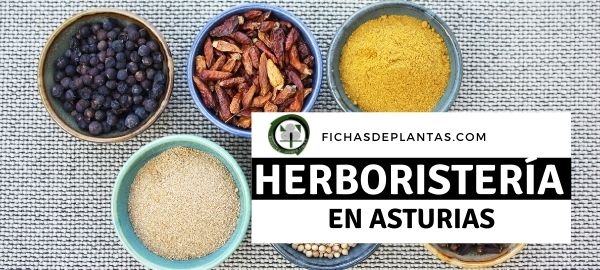 Herboristerías en Asturias, España