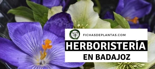 Herboristeria en Badajoz, España
