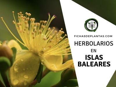 Herbolario y Herboristeria en Baleares
