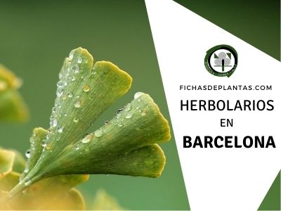 Herbolario en Barcelona, España