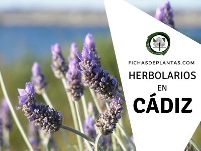 Herbolario en Cadiz, España