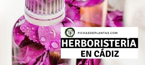 Herboristeria en Cadiz, España