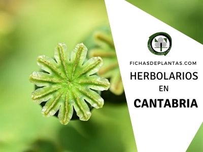 Herbolario y Herboristeria en Cantabria