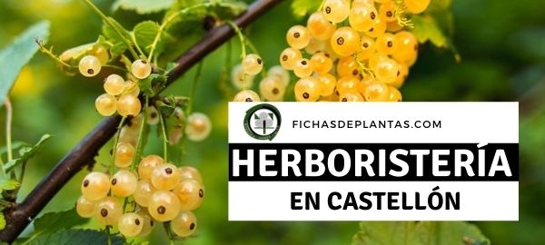 Herboristerías en Castellon, España