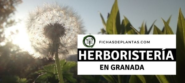Herboristerías en Granada, España