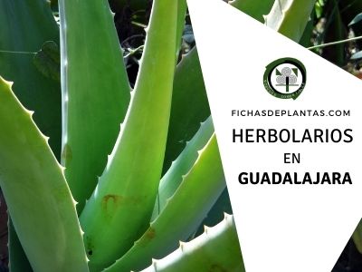 Herbolario en Guadalajara, España