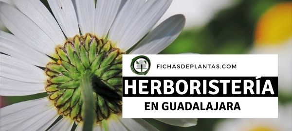 Herboristerías en Guadalajara, España